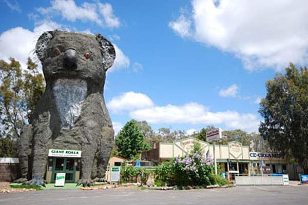 Giant Koala - Dadswell Bridge