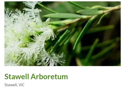 Close-up view of a flowering plant at the Stawell Arboretum, Stawell, VIC, featuring delicate white blossoms and green foliage, showcasing the natural beauty of the local flora